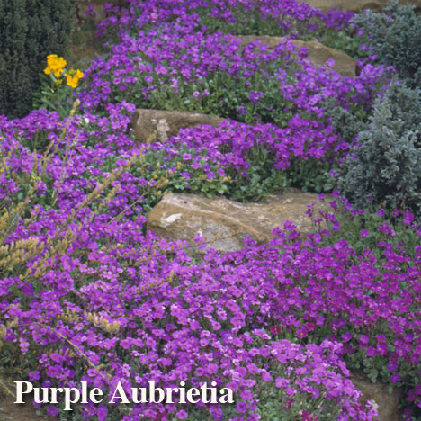 Purple Aubrietia